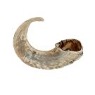 Hau&Miau האו מיאו עצם אמיתית לכלב קרן כבש מיובשת L