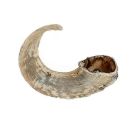 Hau&Miau האו מיאו עצם אמיתית לכלב קרן כבש מיובשת XL