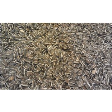 Ribos ריבוס 25 ק"ג גרעיני חמניות לתוכים בתפזורת