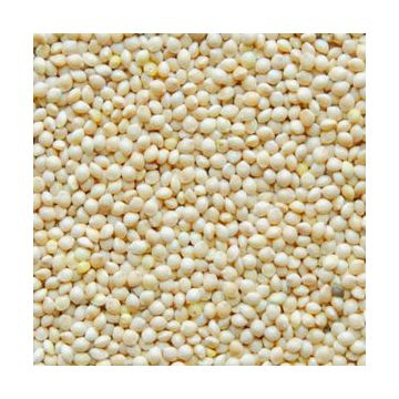 Ribos ריבוס 1 ק"ג דוחן לתוכים